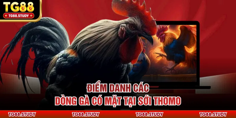 Điểm danh các dòng gà có mặt tại sới Thomo